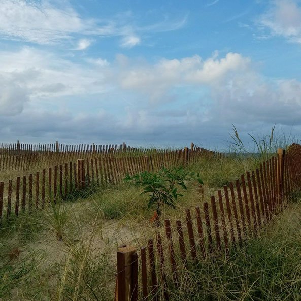Stained Sand Fence on dunes