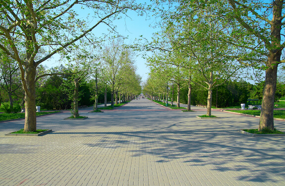 Park with trees and pavers