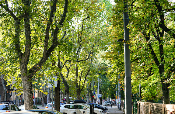Street with tree canopy