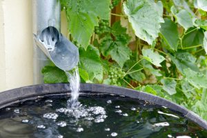 Downspout into rain barrel