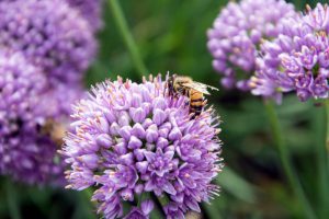 Bee polinating flower