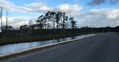 Curlex sediment logs line the road in Chincoteague Nature Preserve