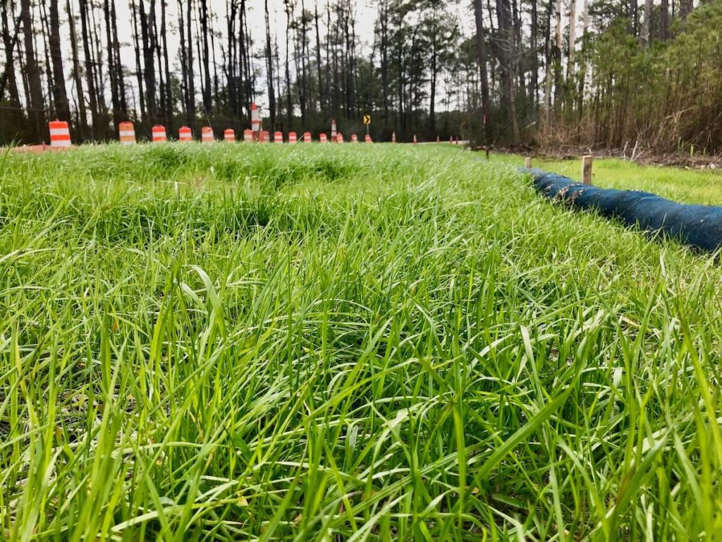 Green grass on road shoulder