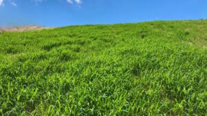 Grassy slope