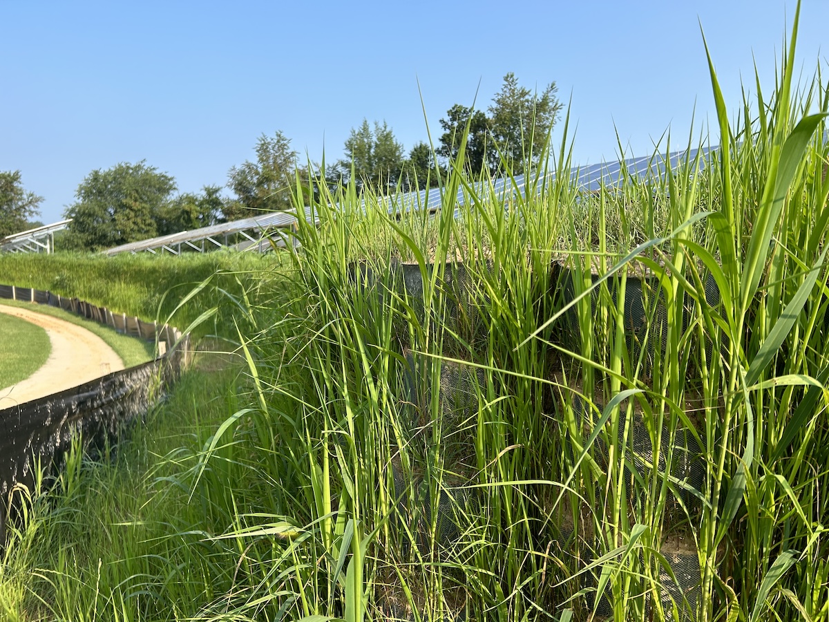 Grass Growing On Green Wall